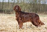 SETTER IRLANDAIS 406
